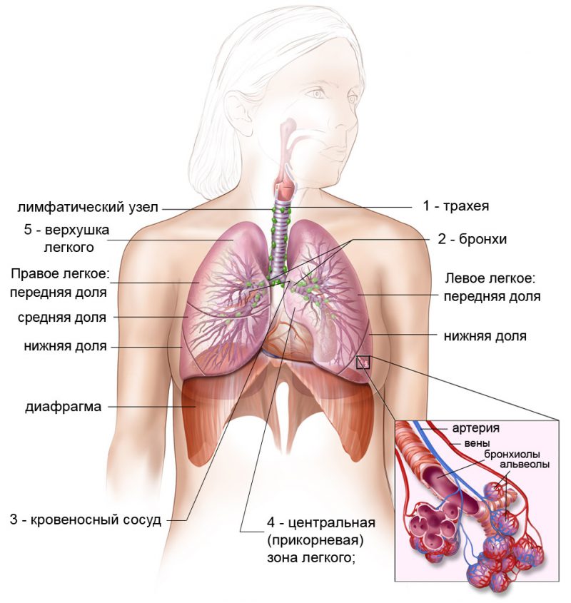дыхательной системы - «Здоровье  дыхательной  системы» конспект лекции врача-нутрициолога Шабановой Н.Ю.