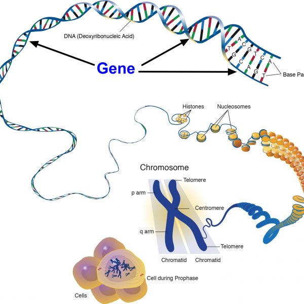 Как теломеры хромосом помогают продлить молодость?